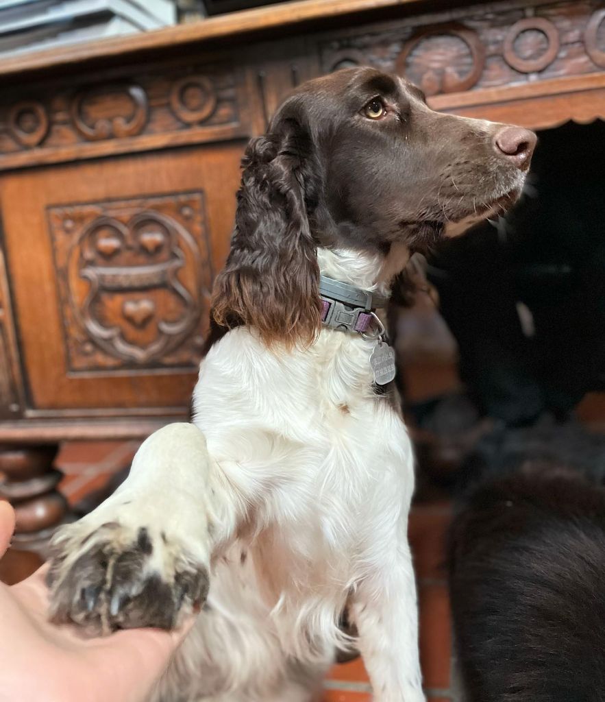 Les English Springer Spaniel de l'affixe Du Joli Lieu