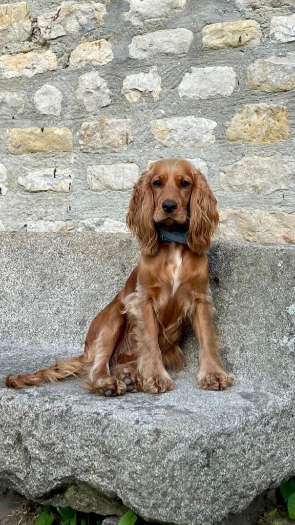 Les Cocker Spaniel Anglais de l'affixe Du Joli Lieu