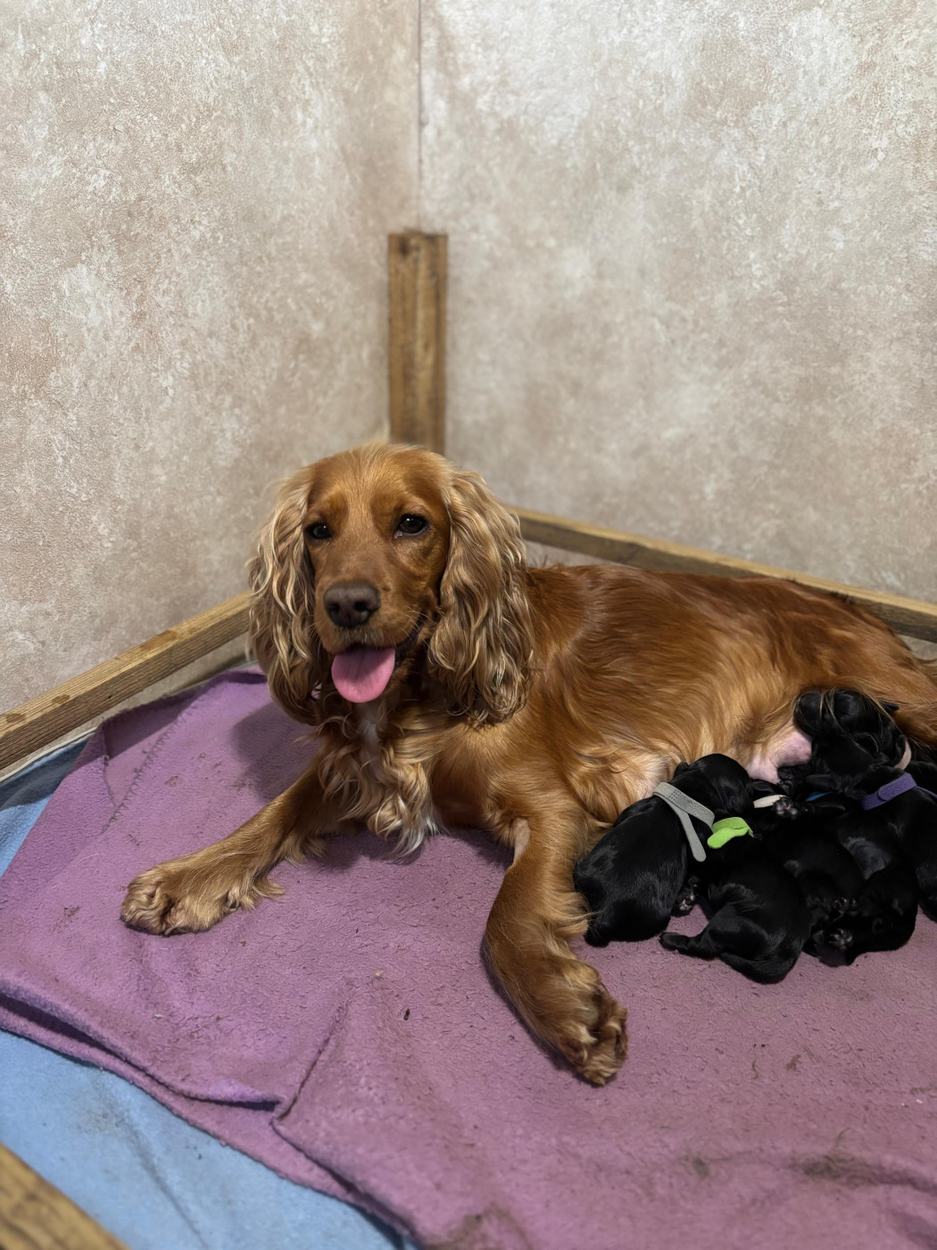 Chiot Cocker Spaniel Anglais Du Joli Lieu